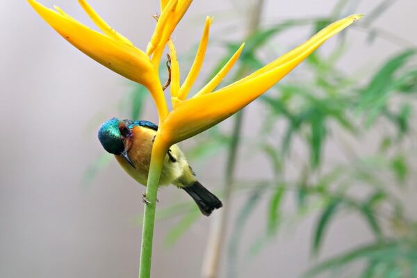 Африканские птицы с фото и описанием - Ошейниковая нектарница 
