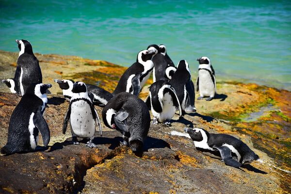 Птицы Африки с фото и описанием - Очковый или африканский пингвин