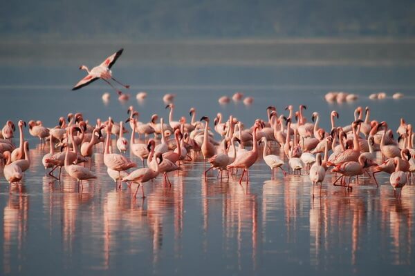 Африканские птицы с фото и описанием - Фламинго