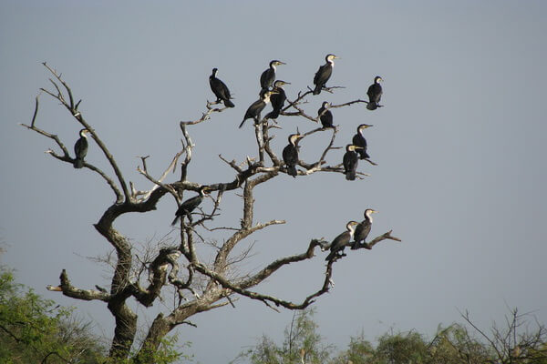Птицы в Африке - Большой баклан