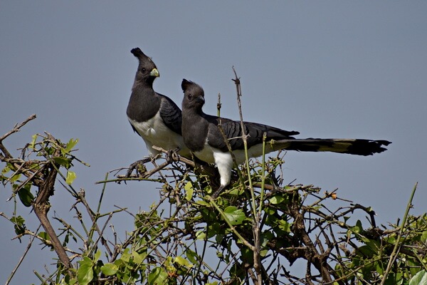 Птицы Африки с фото и описанием - Белобрюхий бананоед 