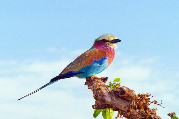 Африканские птицы с фото и описанием - Сиреневогрудая или ласточкохвостая сизоворонка