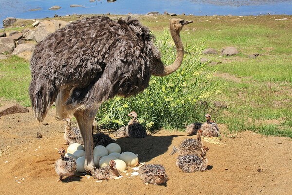 Птицы Африки с фото и описанием - Африканский страус