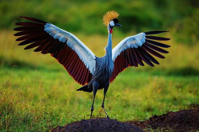 Птицы Африки - фото, названия, описание