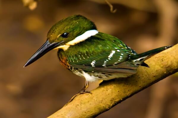 Птицы Бразилии с фото и описанием - Амазонский зелёный зимородок