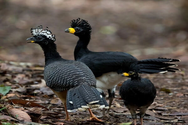 Птицы Бразилии с фото и описанием - Гололицый кракс