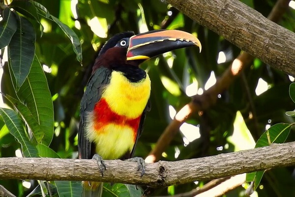 Птицы Бразилии с фото и описанием - Буроухий арасари