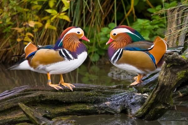 Птицы Дальнего Востока с фото и описанием - Утка-мандаринка