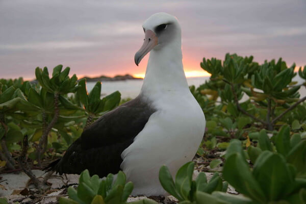 Птицы на Гавайских островах с фото - Темноспинный альбатрос 