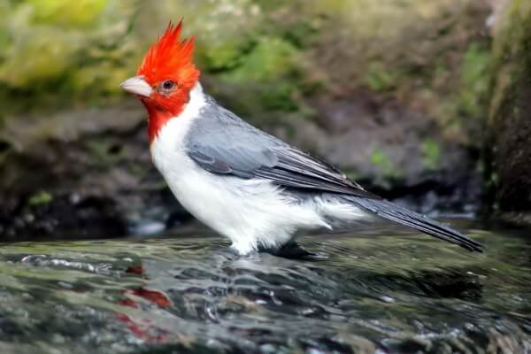Птицы на Гавайских островах с фото - Краснохохлая кардиналовая овсянка
