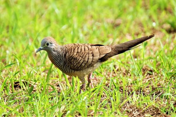 Птицы на Гавайях - Зебровая полосатая горлица