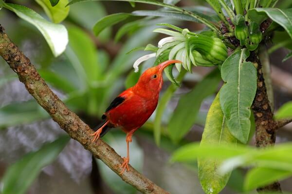 Птицы на Гавайских островах с фото - Чёрно-алая гавайская цветочница (и’иви)