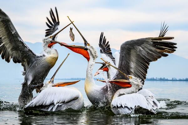 Водоплавающие птицы с длинным клювом - Пеликаны