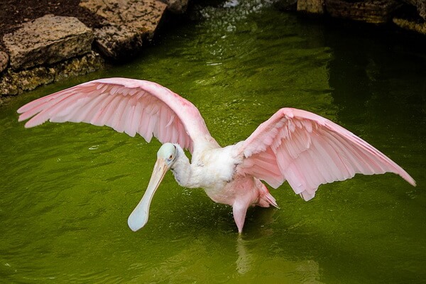 Птицы с удивительными и необычными клювами - Розовая колпица