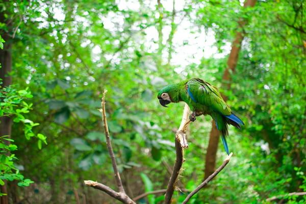 Птицы зелёного цвета с фото и описанием - Амазоны (попугаи)