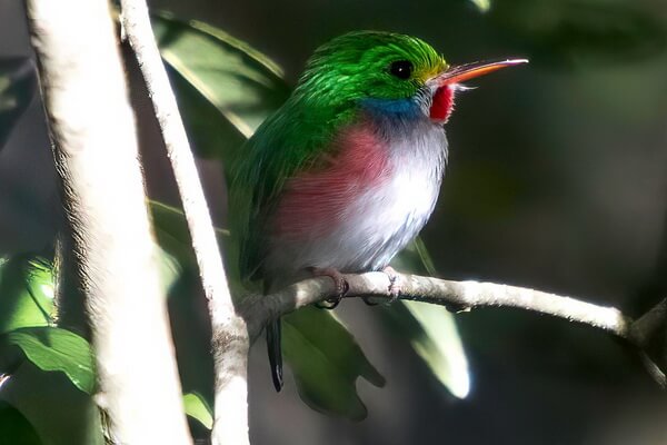 Птицы зелёного цвета с фото и описанием - Пуэрто-риканский тоди