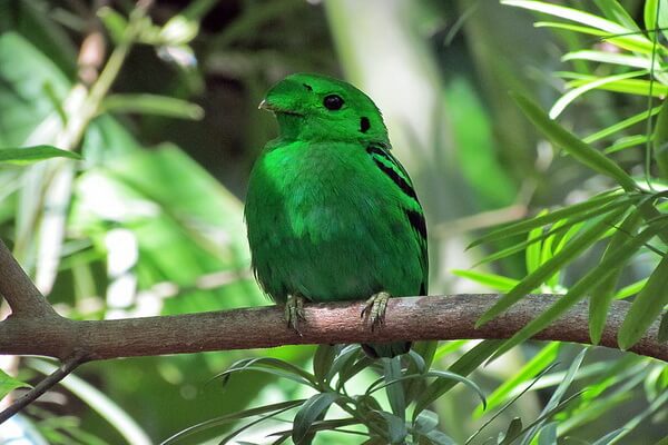 Птицы зелёного цвета с фото и описанием - Малый зелёный рогоклюв или зелёная калиптомена