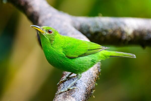Птицы зелёного цвета с фото и описанием - Зелёный саи