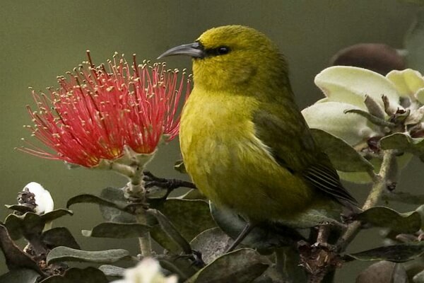 Птицы зелёного цвета с фото и описанием - Зелёная гавайская древесница
