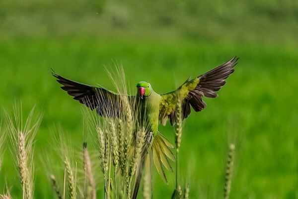 Птицы зелёного цвета с фото и описанием - Волнистый попугайчик