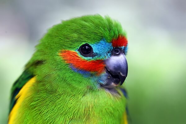 Птицы зелёного цвета с фото и описанием - Златобокий фиговый попугайчик