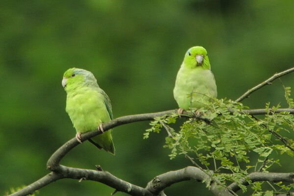Птицы зелёного цвета с фото и описанием - Воробьиный попугайчик Лессона