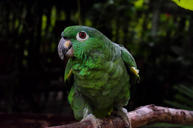 Птицы зелёного цвета - фото, названия, описание