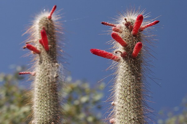 Пустынные растения с фото и описанием - Клейстокактус Штрауса (Боливия и Аргентина)