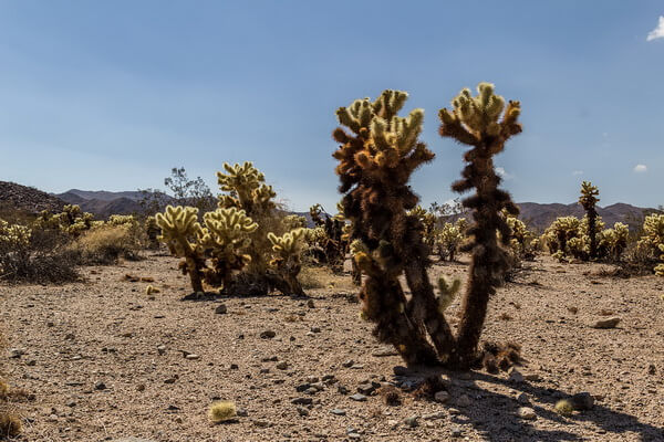Пустынные растения с фото и описанием - Цилиндропунция Бигелоу или сверкающая (пустынные районы юго-запада США)