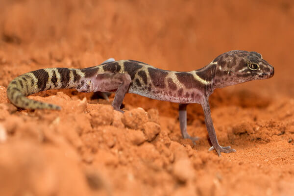 Пустынные ящерицы с фото и описанием - Изменчивый колеоникс или пустынный полосатый геккон
