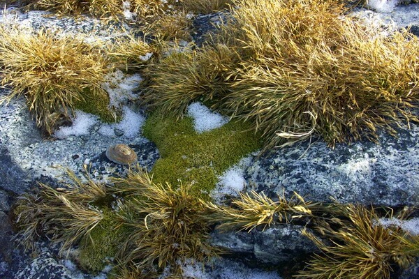Растительный мир Антарктиды - Луговик антарктический