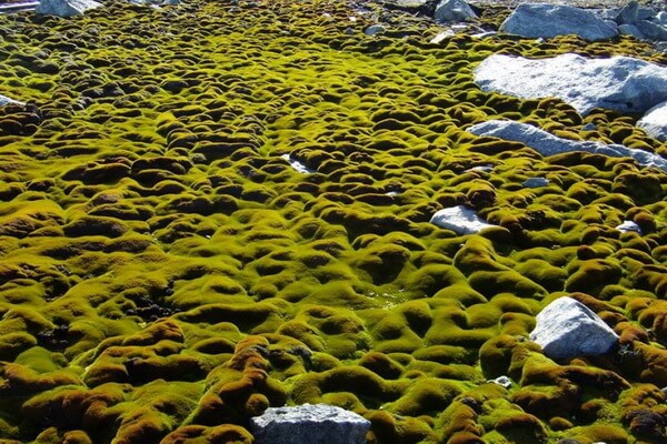 Растительный мир Антарктиды - Виды мхов
