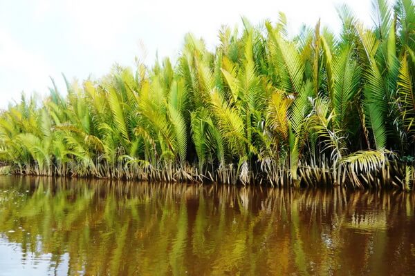 Растения Индонезии - Нипа кустистая (мангровая пальма)