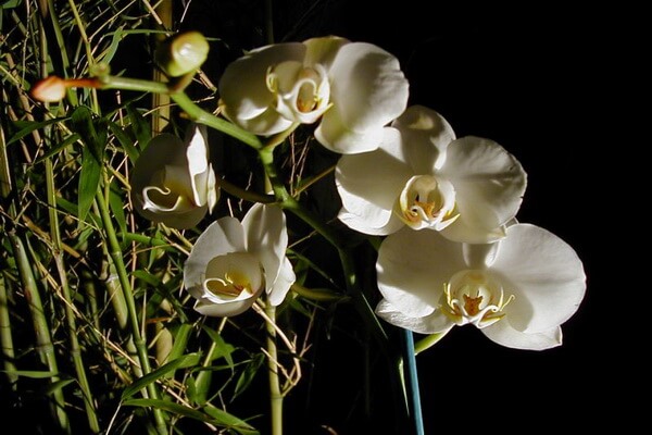 Флора Индонезии - Фаленопсис Амабилис или лунная орхидеяФлора Индонезии - Фаленопсис Амабилис или лунная орхидея