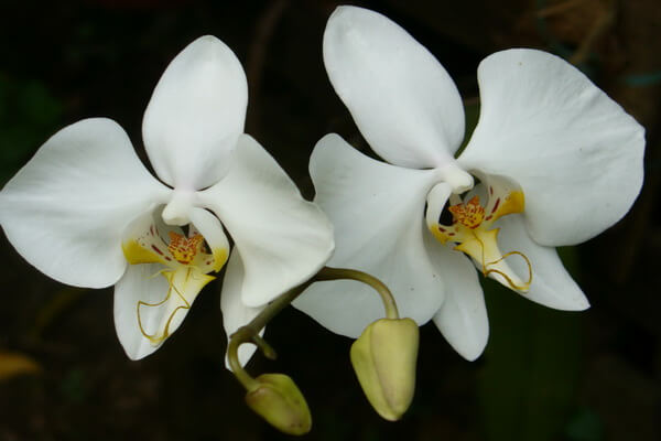 Растения Индонезии - Фаленопсис Амабилис или лунная орхидея