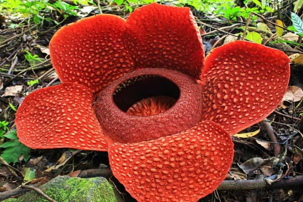 Раффлезия Арнольда - самое крупное эндемическое растение Индонезии
