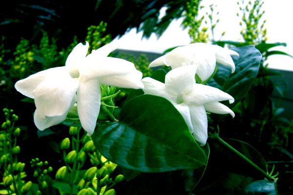 Растения Индонезии - Сампагита (жасмин самбак)Растения Индонезии - Сампагита (жасмин самбак)