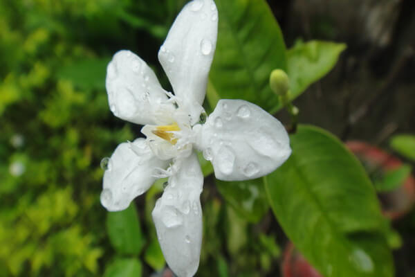 Флора Индонезии - Сампагита (жасмин самбак)