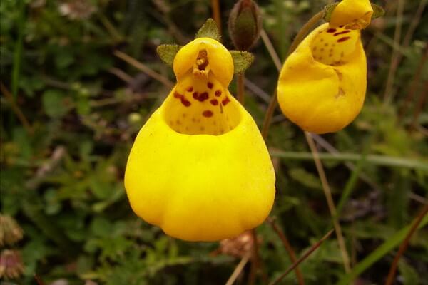 Растения Патагонии с фото и описанием - Венерин башмачок или циприпедиум (Кальцеолярия двухцветковая)