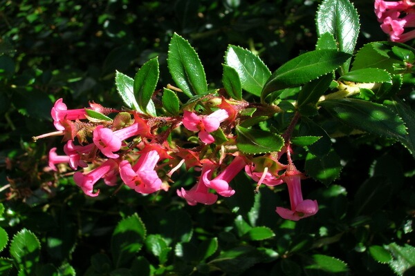 Растения Патагонии с фото и описанием - «Красные когти» (Красная эскаллония)