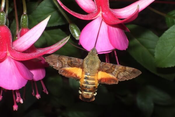Растения Патагонии с фото и описанием - Фуксия магелланская или фуксия колибри