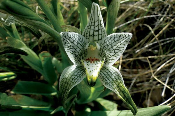 Растения Патагонии с фото и описанием - Орхидея Магеллана или фарфоровая орхидея