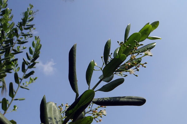 Растения Мексики с фото и описанием - Пимента лекарственная или ямайский перец