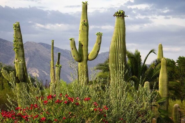 Растения Мексики - основная флора с фото, названиями и описанием