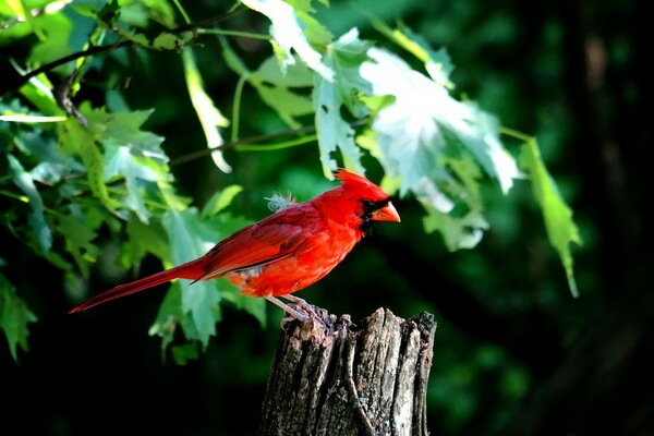 Птица красный кардинал - внешний вид самца