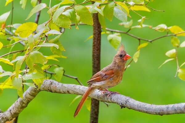Птица красный кардинал - внешний вид самки