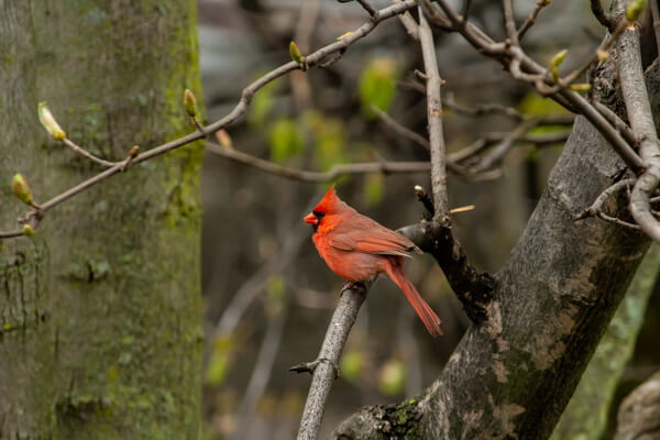 Легенды про птицу красный кардинал