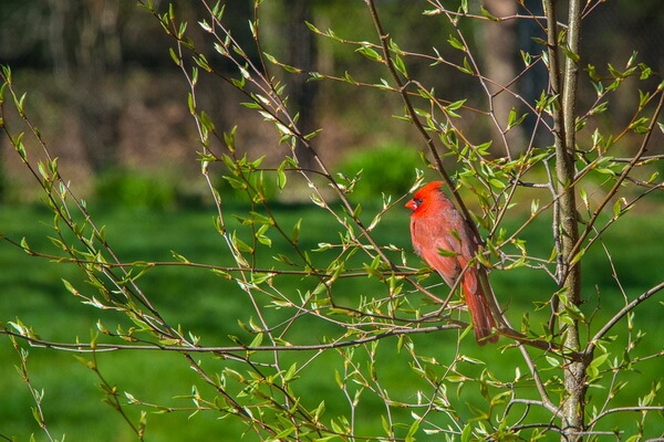 Где живут красные кардиналы - основные места гнездования