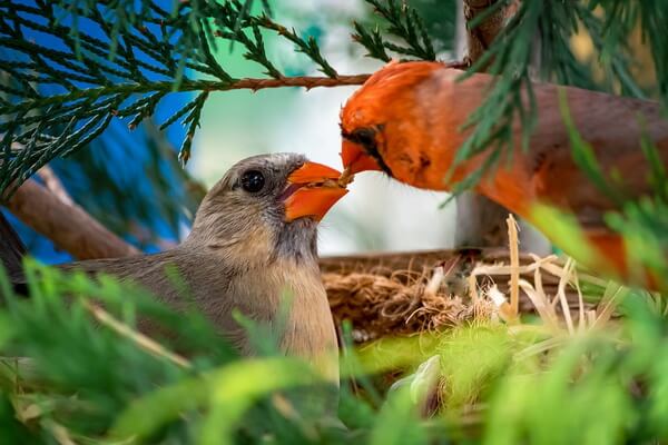 Виргинский кардинал - особенности размножения птиц