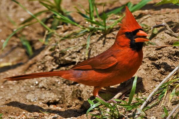 Особенности выведения потомства у красных кардиналов